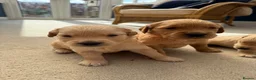 Golden Retriever dogs for sale: Kennel Club Golden Retriever Puppies Health Tested - Advert 8