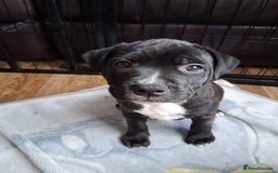 Staffordshire Bull Terrier dogs for sale: KC Reg Staffy Pups – Beautiful Chunky Puppys - Image 8
