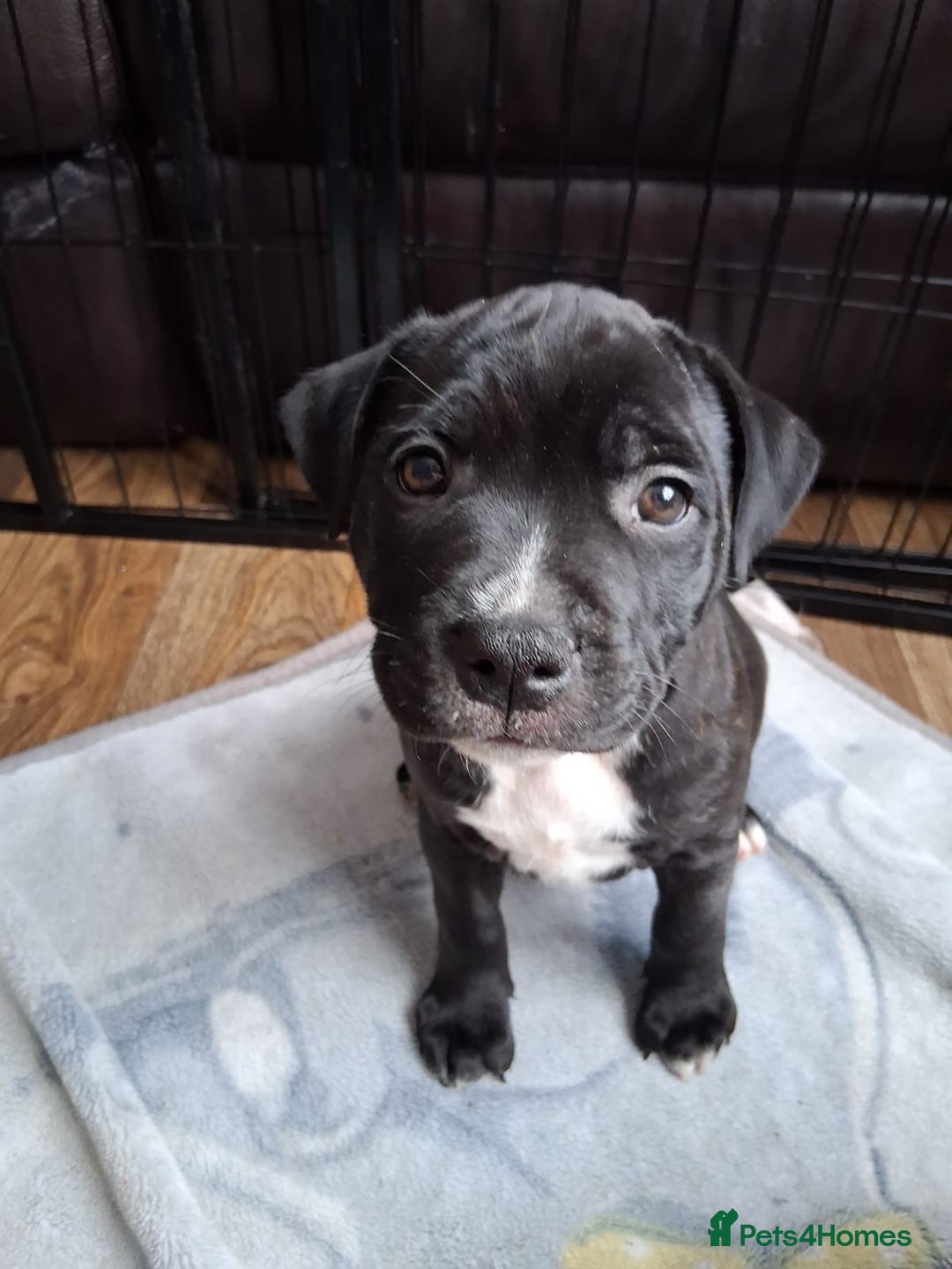 Staffordshire Bull Terrier dogs for sale: KC Reg Staffy Pups – Beautiful Chunky Puppys - Image 8