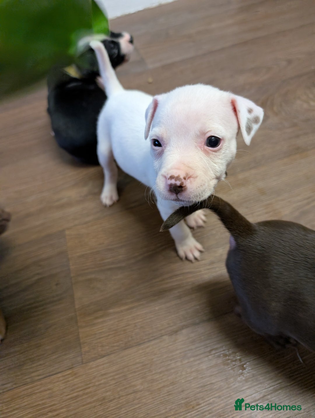 Mixed Breed dogs for sale: Beautiful American bulldog x staffie puppies  - Image 3
