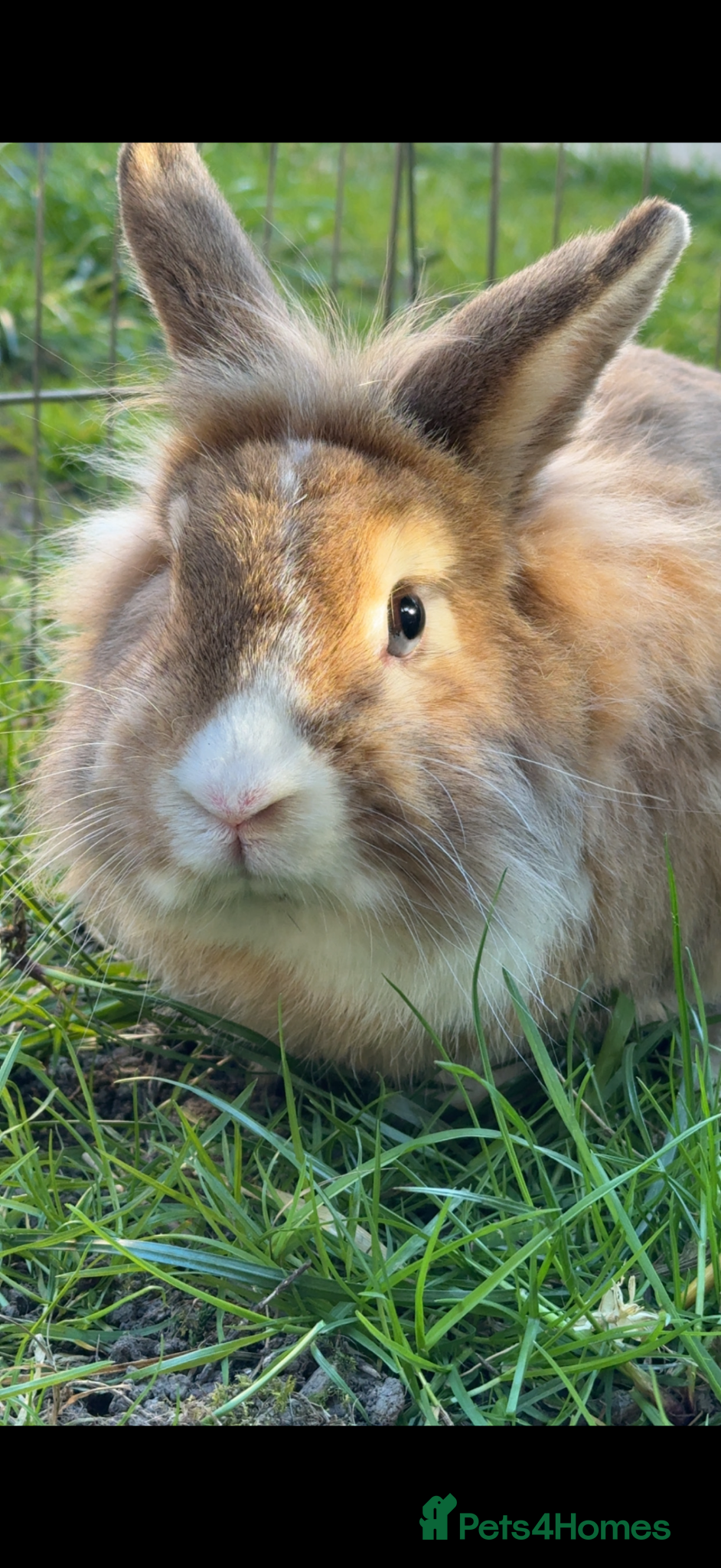 Mini Lop rabbits Mix breed males  - Advert 4