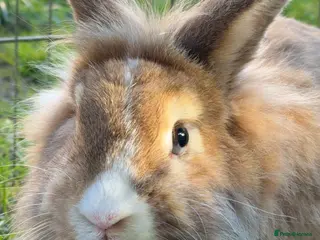 Mini Lop rabbits Mix breed males - Advert 4