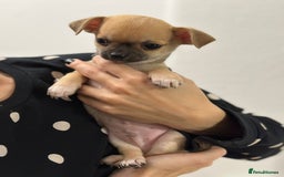 Chihuahua dogs for sale: Pure bred Chihuahua puppies - Image 2