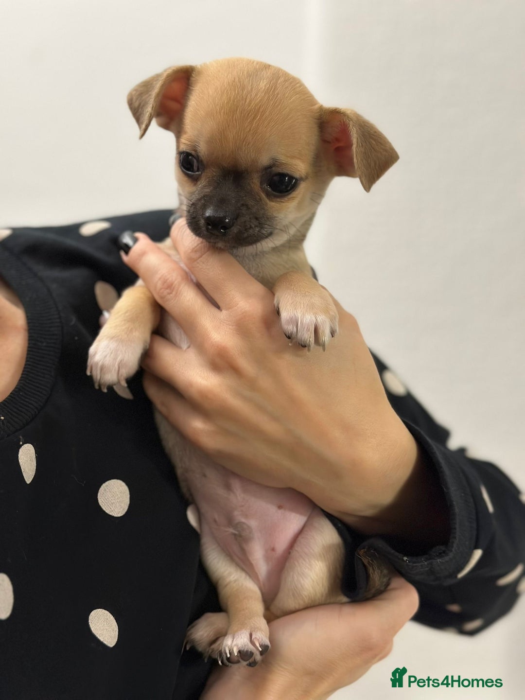 Chihuahua dogs for sale: Pure bred Chihuahua puppies - Image 2