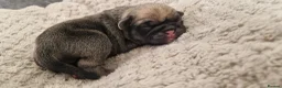 Frug dogs for sale: Amazing frug baby's  - Advert 4