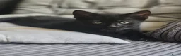 Domestic Shorthair cats for sale: Playful kittens in Rugby - Advert 5