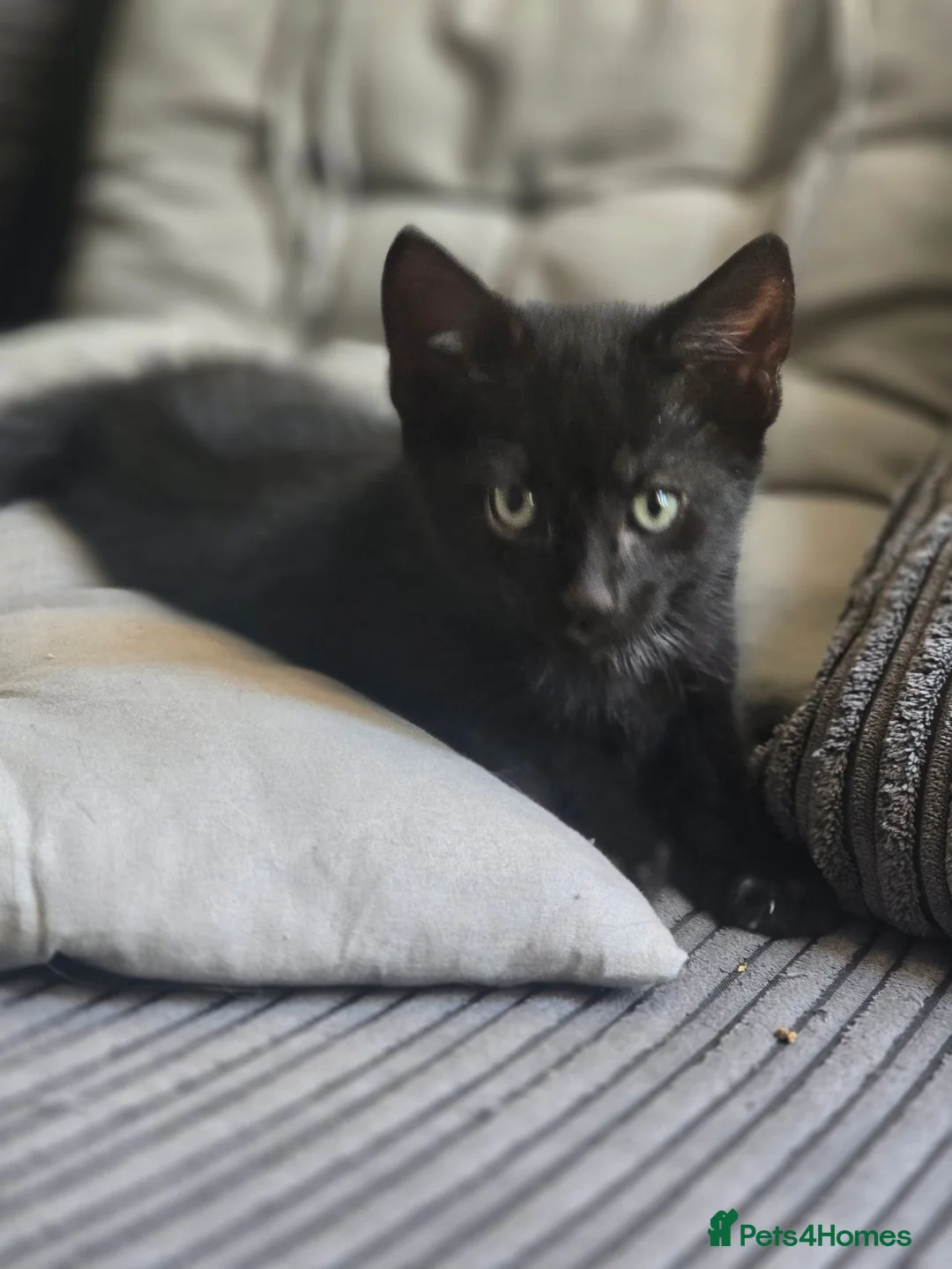 Domestic Shorthair cats for sale: Playful kittens in Rugby - Advert 5