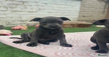 Staffordshire Bull Terrier dogs - Advert 4
