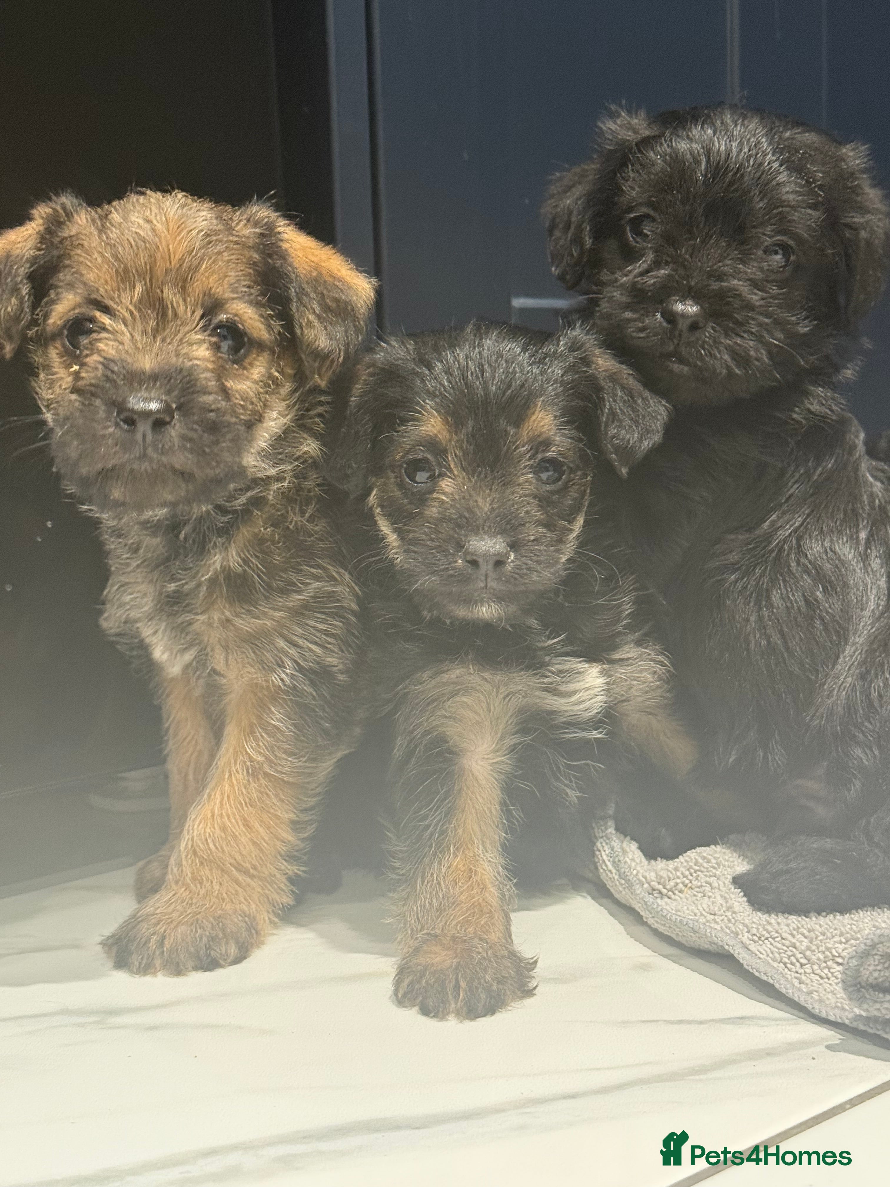 Mixed Breed dogs Unique Border Terrier X Mini Poodle Puppies! - Advert 1