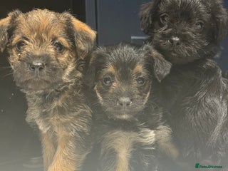 Mixed Breed dogs Unique Border Terrier X Mini Poodle Puppies! - Advert 6