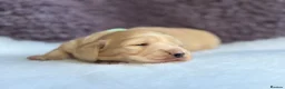 Miniature Dachshund dogs for sale: ⚜️longhaired miniature cream dachshunds⚜️ - Advert 10
