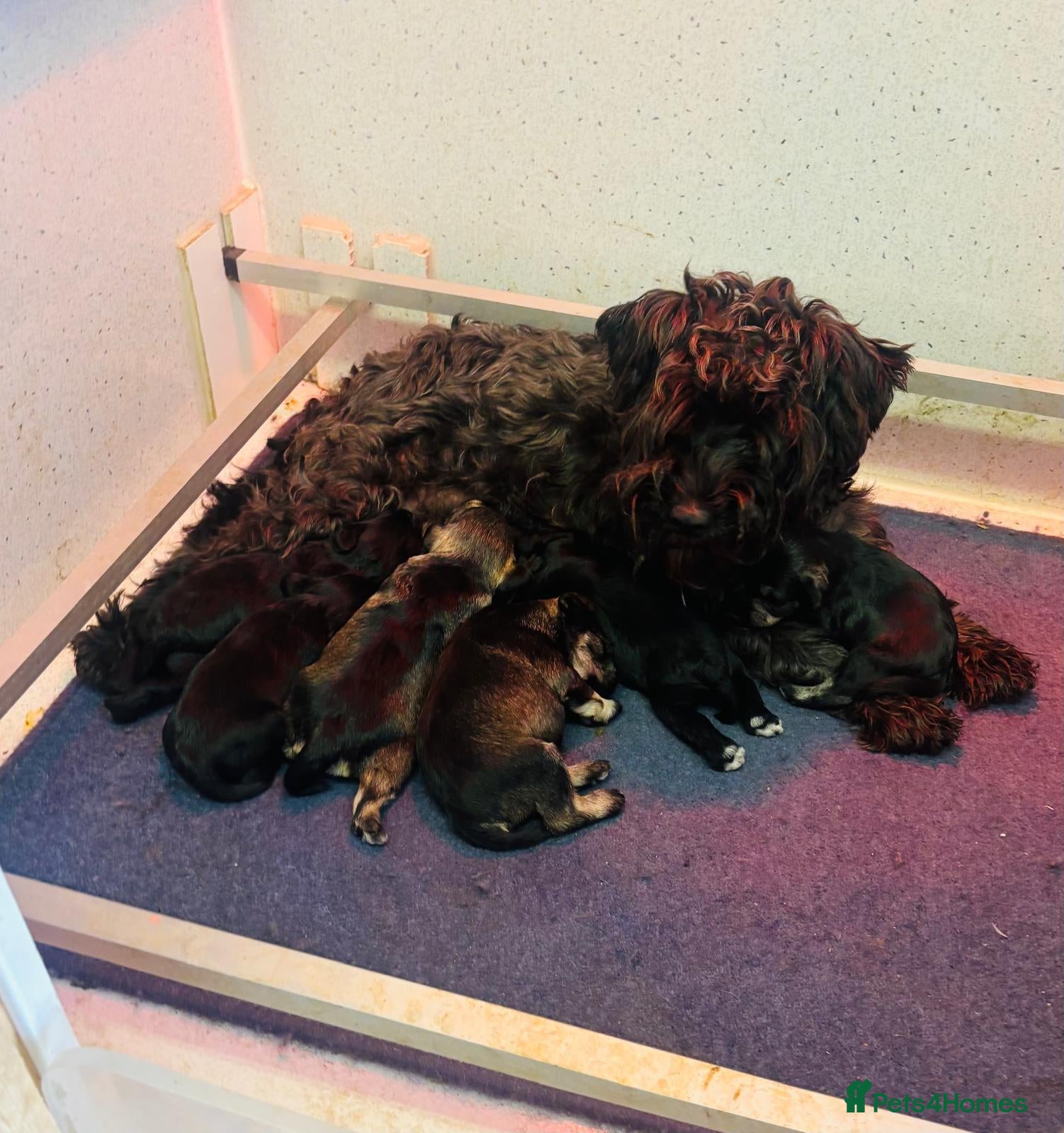 Miniature Schnauzer dogs for sale: Miniature schnauzers - Advert 2
