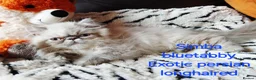 Exotic cats for sale: PEDIGREE GCCF PERSIAN EXOTIC BABIES - Advert 22
