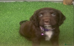 Sprocker dogs for sale: Last 2 girls available chocolate Sprockers - Image 40