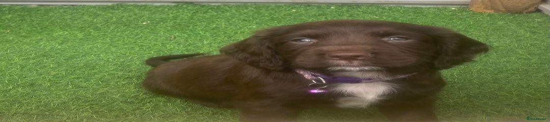 Sprocker Puppy 6