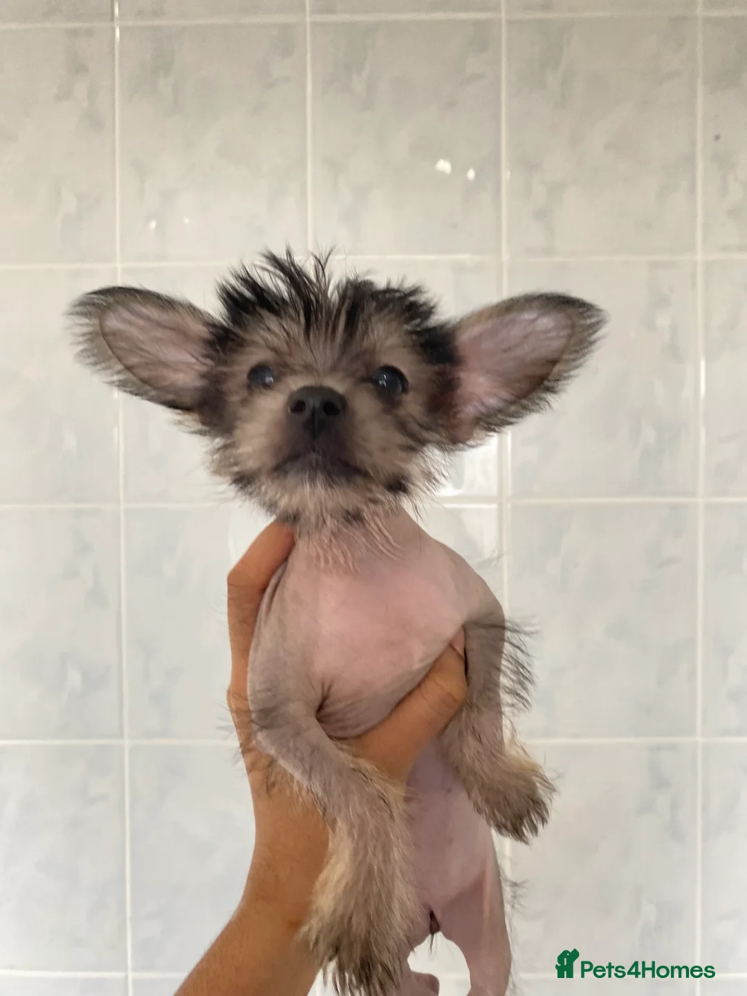 Chinese Crested dogs for sale: 💙💖Stunning Chinese crested ready now💖💙 - Advert 24