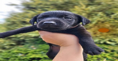 Labrador Retriever dogs - Advert 3
