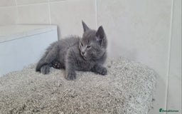 British Shorthair cats for sale: Beautiful Blue British Shorthair Kittens - Image 5