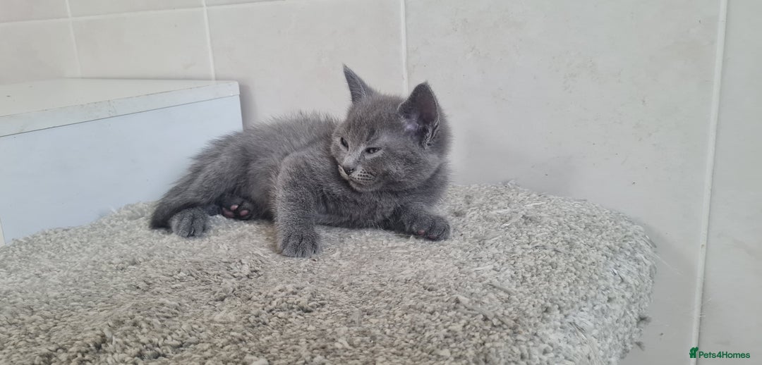 British Shorthair cats for sale: Beautiful Blue British Shorthair Kittens - Image 5