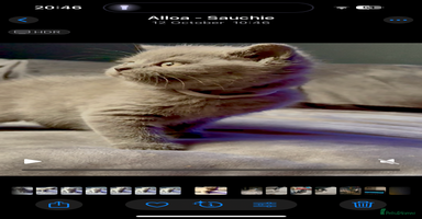 British Shorthair cats - Advert 8