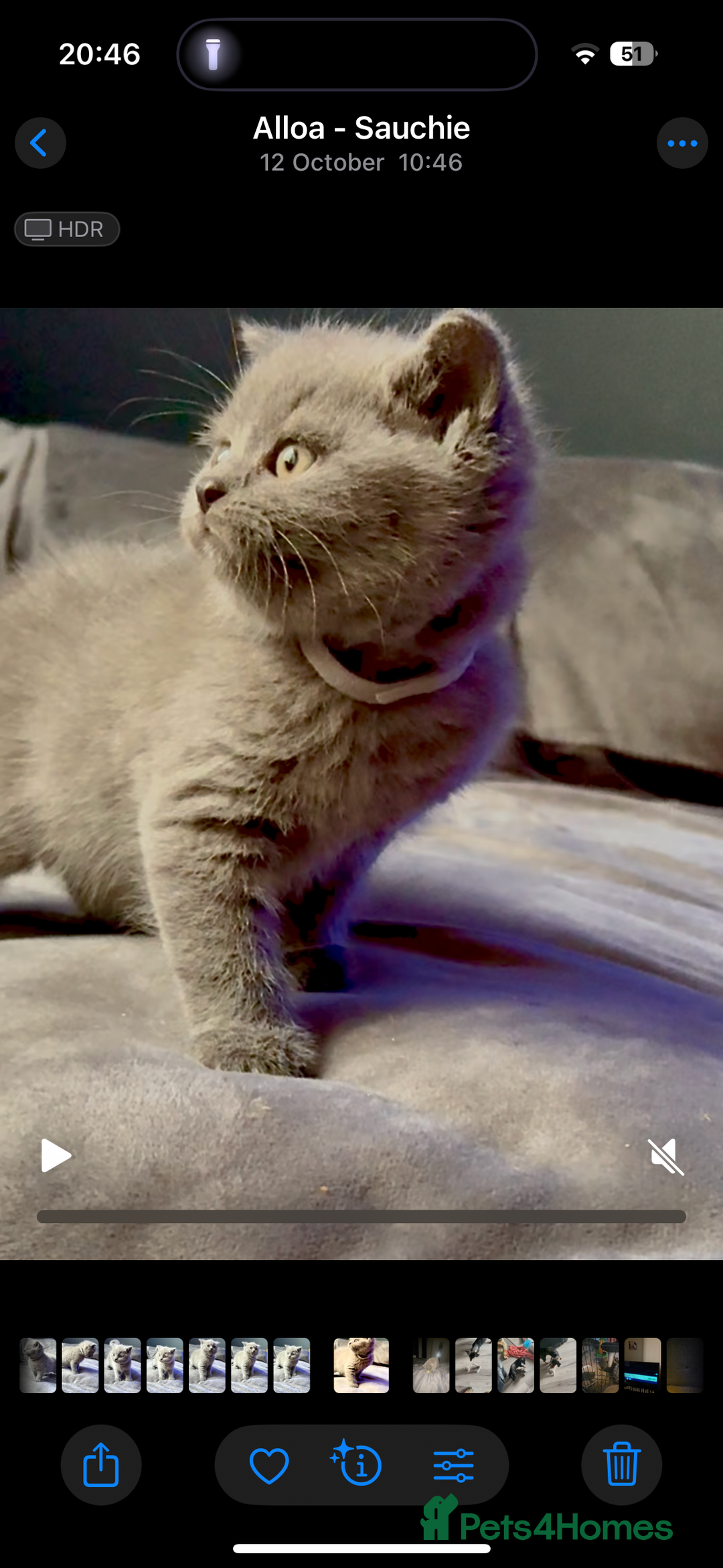 British Shorthair cats for sale: GCCF Chunky British Shorthair Kittens - Image 3