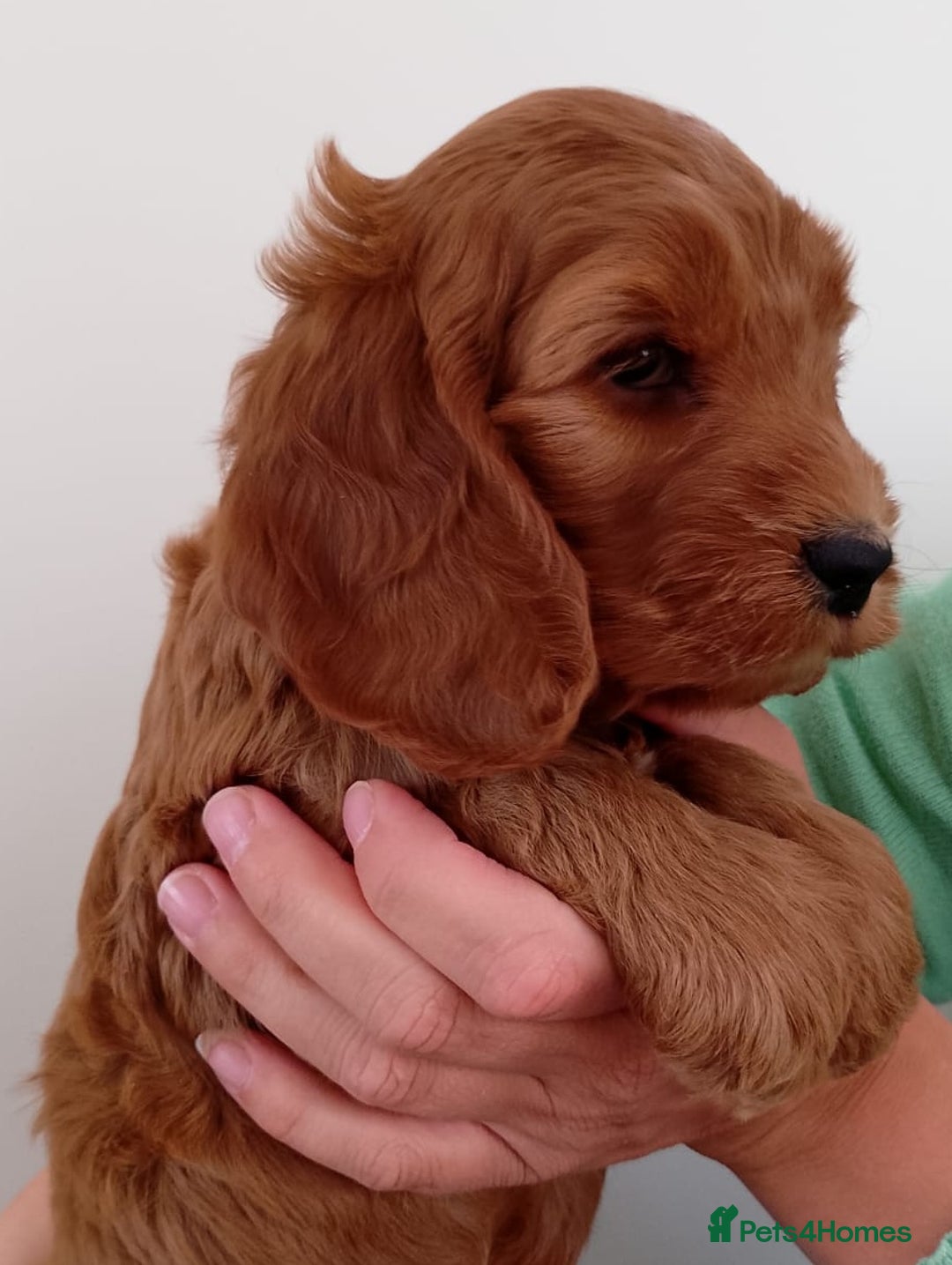 Cockapoo dogs for sale: Stunning F1 Red Miniature - Health Tested Parents - Image 22