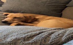 Labrador Retriever dogs for sale: Kc reg health tested home bred labrador puppy - Image 7