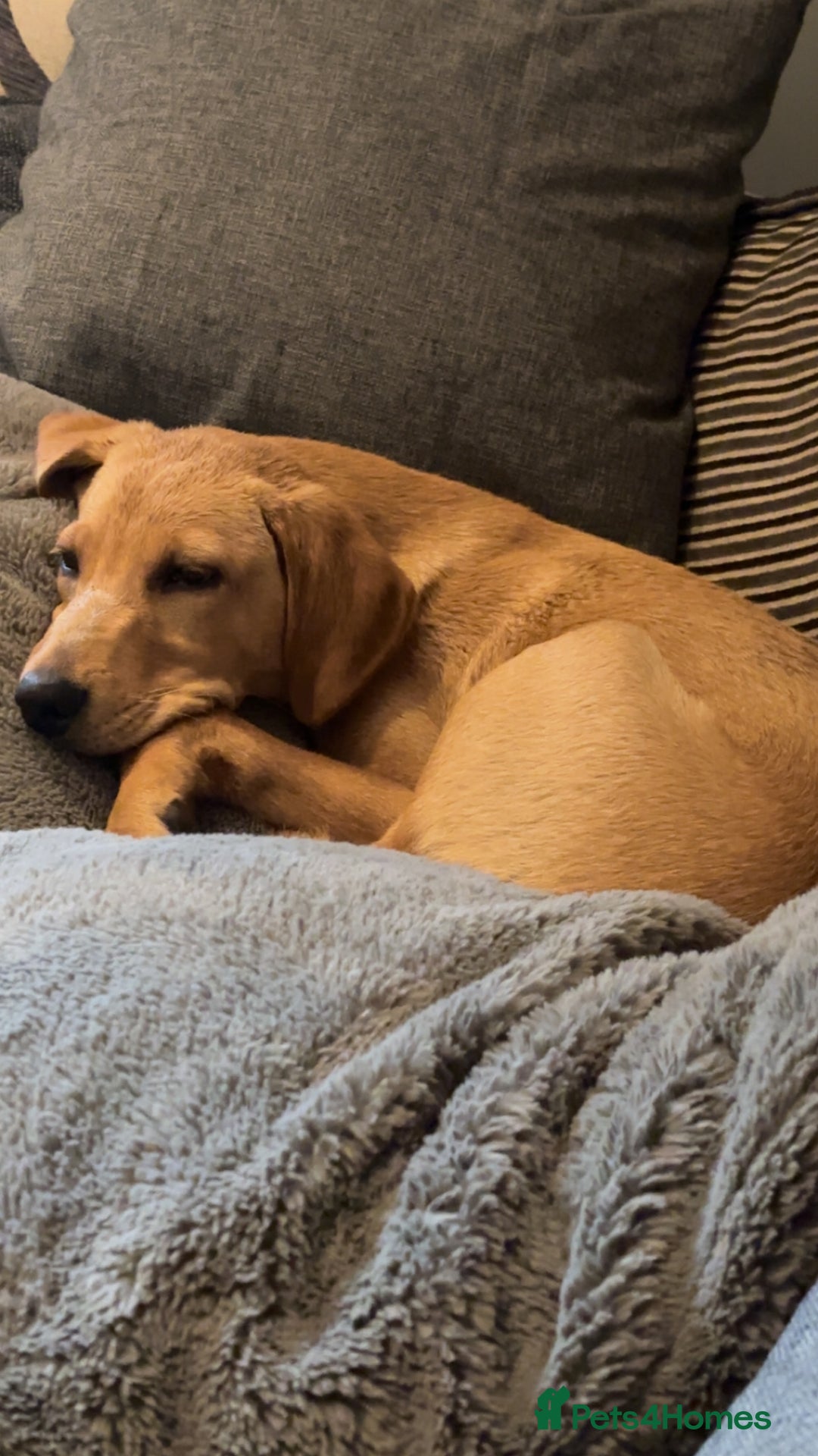 Labrador Retriever dogs for sale: Kc reg health tested home bred labrador puppy - Image 7