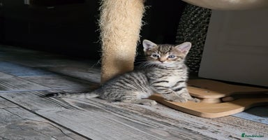 Mixed Breed cats - Advert 7