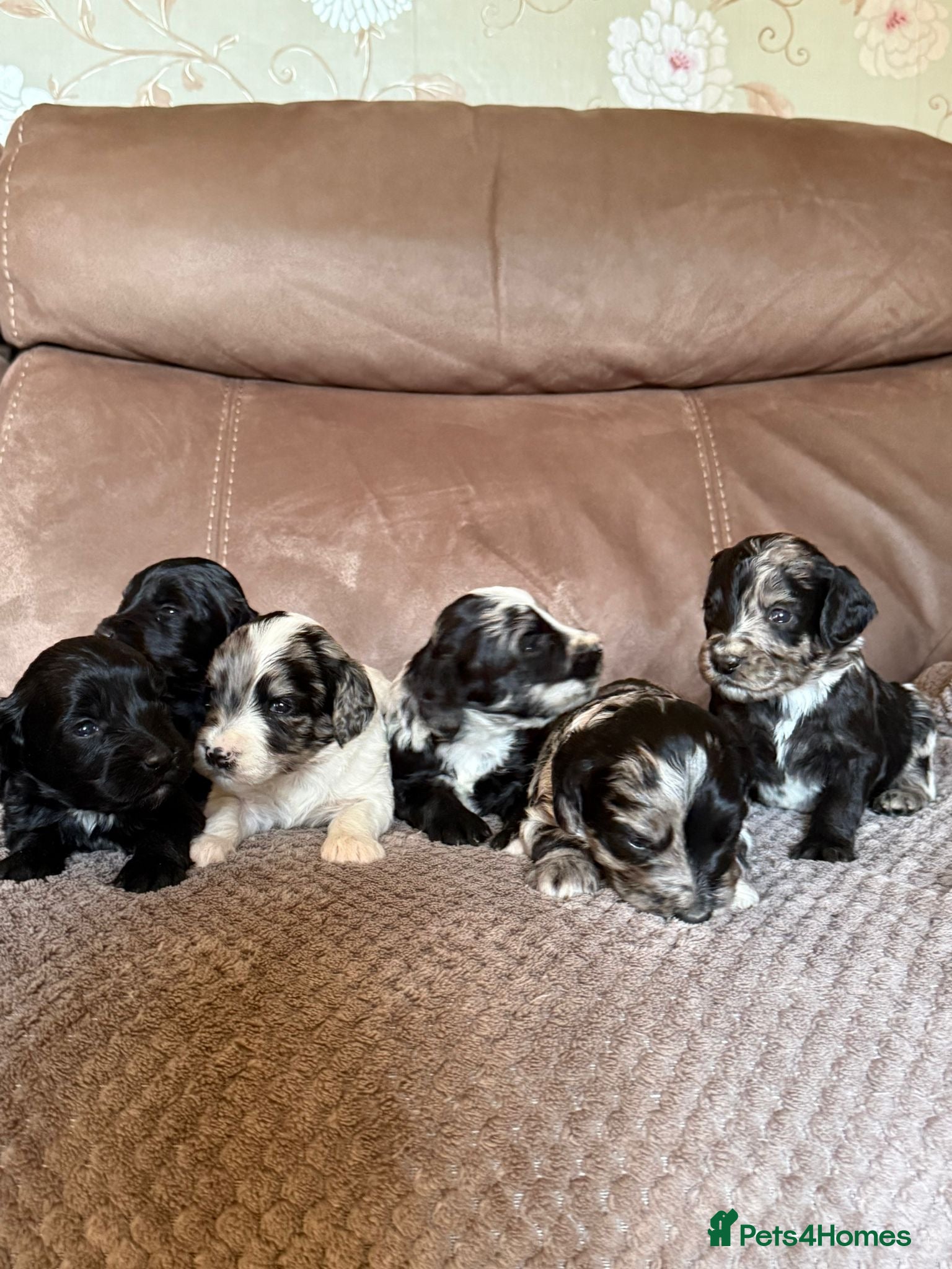 Sproodle dogs Merle F1 Sproodles 5⭐️Licenced Breeder full DNA - Advert 3