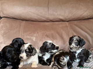 Sproodle dogs Merle F1 Sproodles 5⭐️Licenced Breeder full DNA - Advert 12