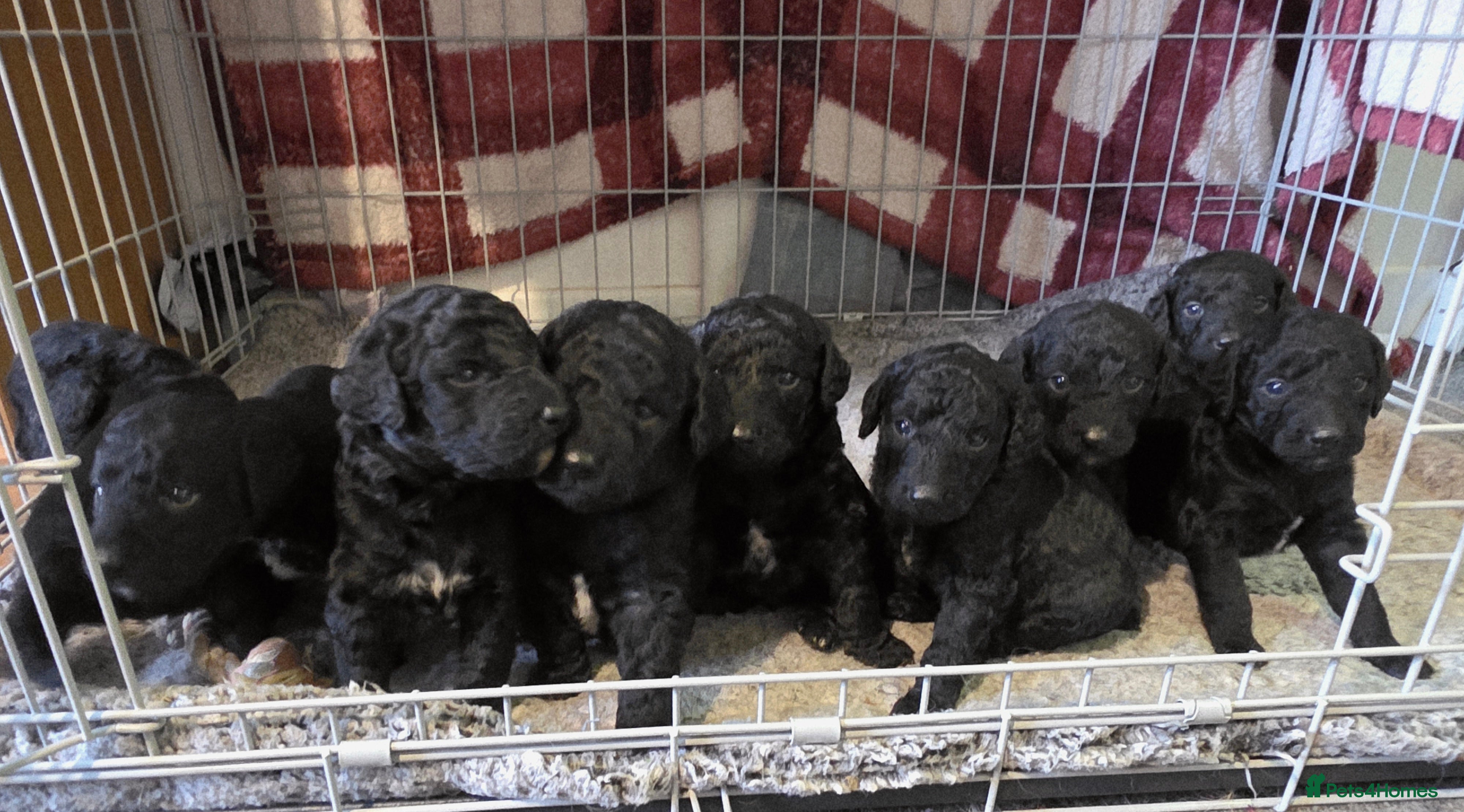 Labradoodle dogs Adorable litter of doodles - Advert 1