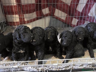 Labradoodle dogs Adorable litter of doodles - Advert 1