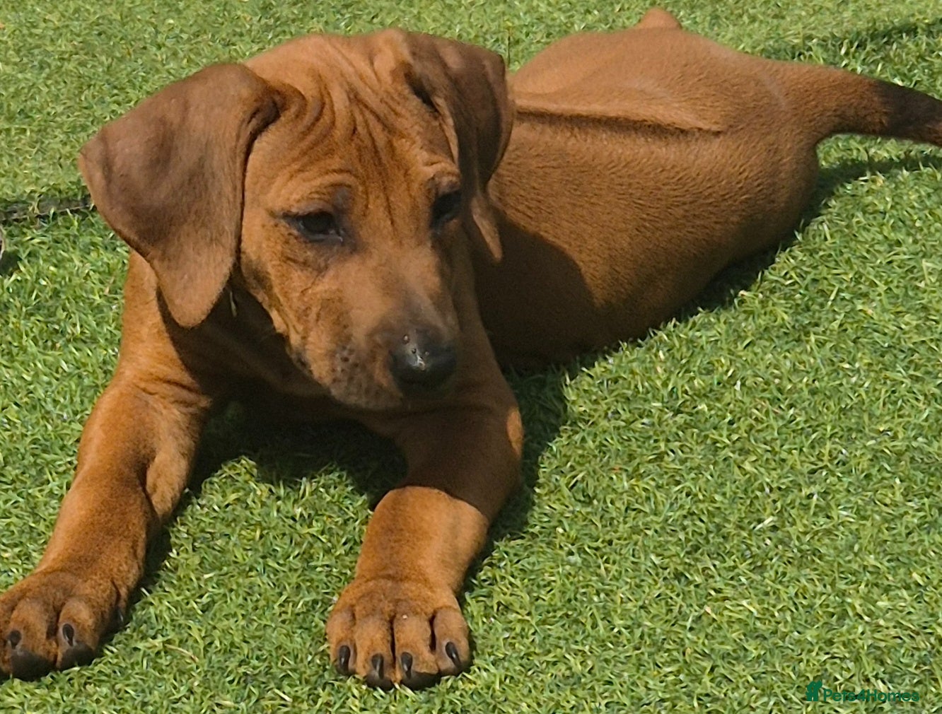 Rhodesian Ridgeback dogs 4x FEMALE RHODESIAN RIDGEBACK PUPS!! - Advert 6