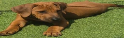 Rhodesian Ridgeback dogs for sale: 4x FEMALE RHODESIAN RIDGEBACK PUPS!! - Advert 13