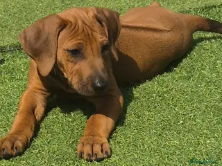 Rhodesian Ridgeback dogs 4x FEMALE RHODESIAN RIDGEBACK PUPS!! - Advert 6