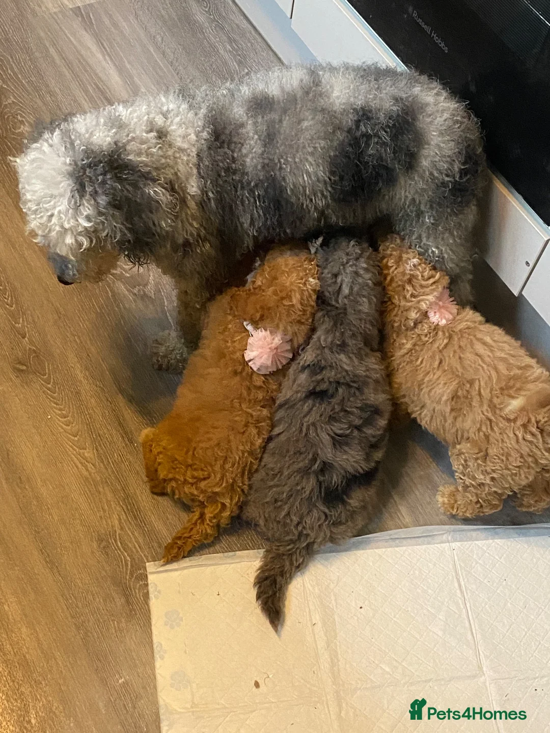 Poodle dogs for sale: Three lovely girls here for sale  - Advert 1