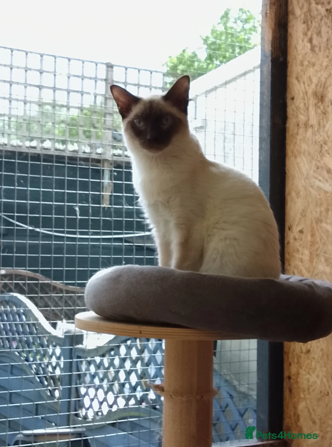 Ragamese cats for sale: Chocolate Point Ragamese Boys - Advert 1