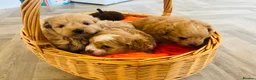 Pomapoo dogs for sale: Stunning pomapoo puppies - Advert 3
