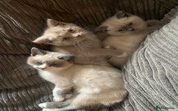 Persian cats for sale: Our cute adorable bundles of joy Persian kittens - Image 2