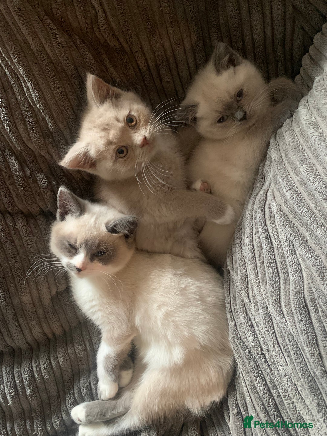 Persian cats for sale: Our cute adorable bundles of joy Persian kittens - Image 2