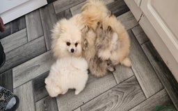 Pomeranian dogs for sale: Xxs pomeranians - Image 5