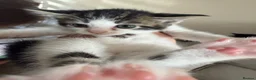 Mixed Breed cats for sale: Kittens  - Advert 5