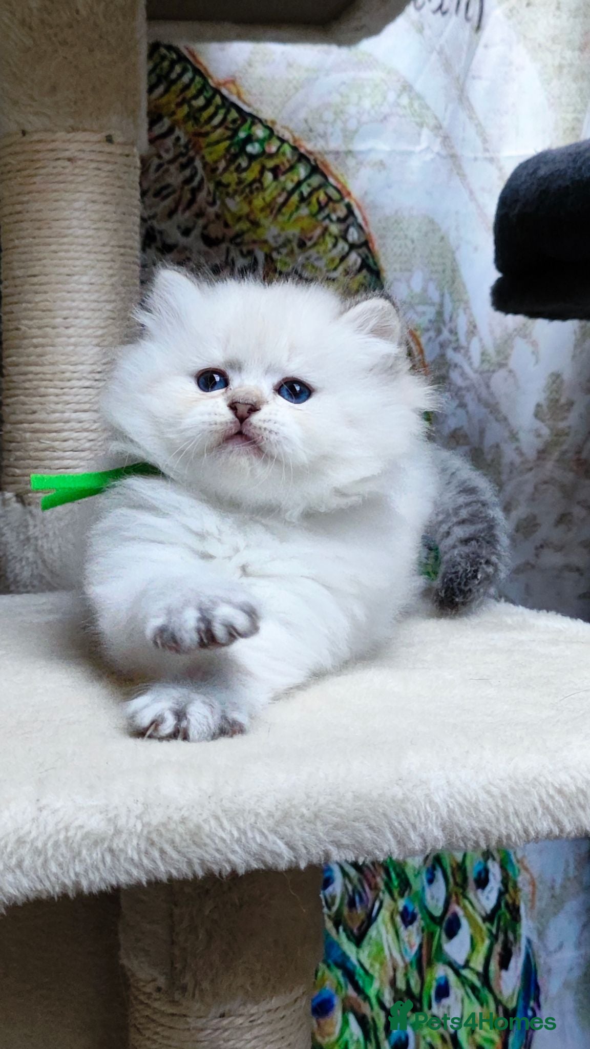 British Longhair cats PURE-Beautiful British kittens female long hair  - Advert 5