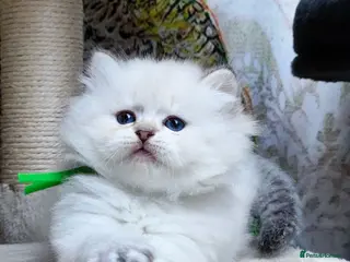 British Longhair cats PURE-Beautiful British kittens female long hair - Advert 5