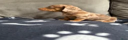 Dachshund dogs for sale: 4 playful dachshund pups  - Advert 7