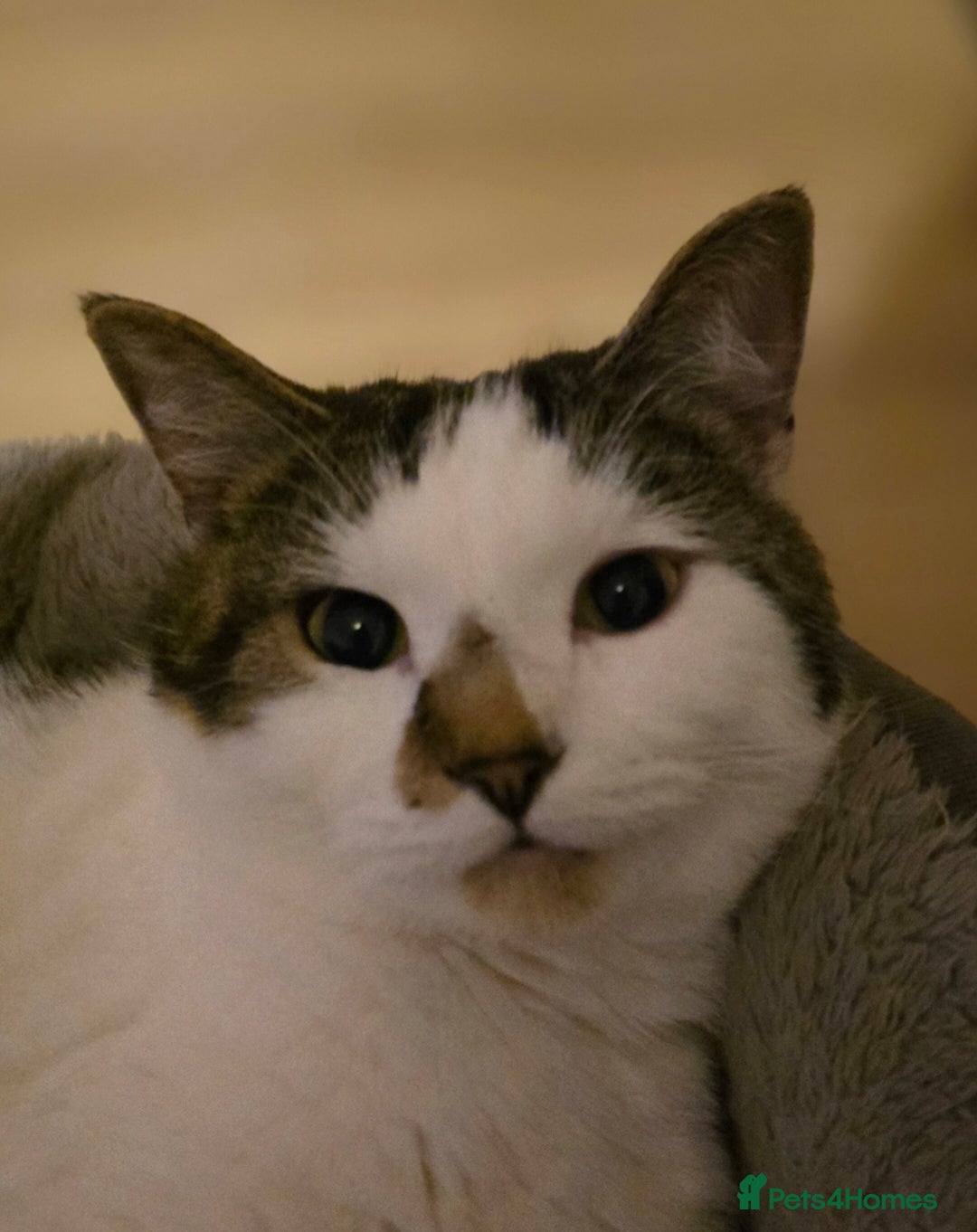 Mixed Breed cats for sale: 1 year old cat needs a new home - Advert 1