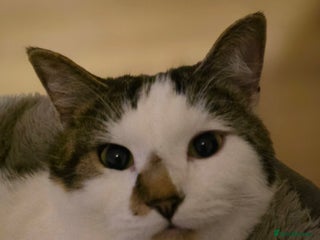 Mixed Breed cats 1 year old cat needs a new home - Advert 8