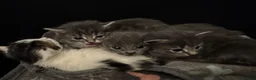 Domestic Shorthair cats for sale: Friendly Kittens Looking for Their Forever Homes  - Advert 1