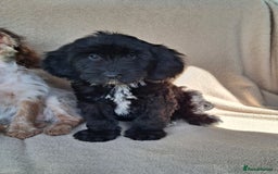 Cockapoo dogs for sale: Health tested show type cockapoo pups, fully vac.  - Image 2